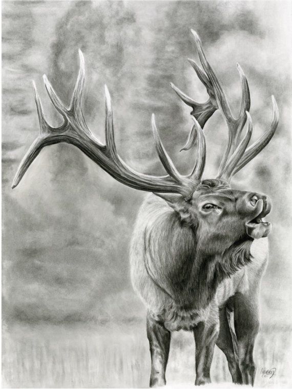 Bull Elk Drawing at PaintingValley.com | Explore collection of Bull Elk ...