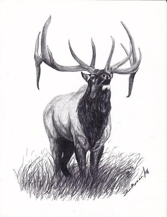570x742 elk, bull elk limited edition print, black white drawing, signed - Bull Elk Drawing