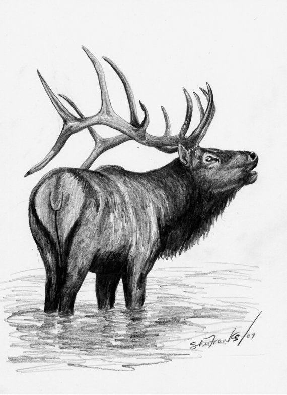 570x784 elk bull elk limited edition print black - Bull Elk Drawing