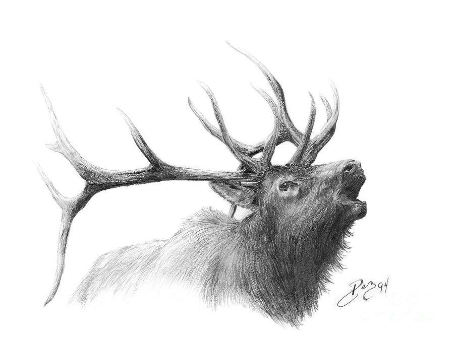 900x675 elk drawing - Bull Elk Drawing