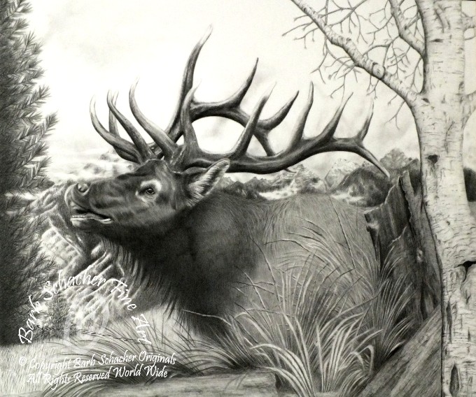 680x568 majestic bull elk pencil drawing - Bull Elk Drawing