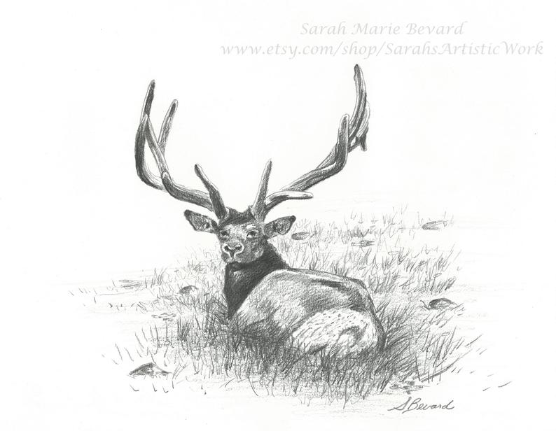 794x616 original graphite drawing rocky mountain bull elk etsy - Bull Elk Drawing