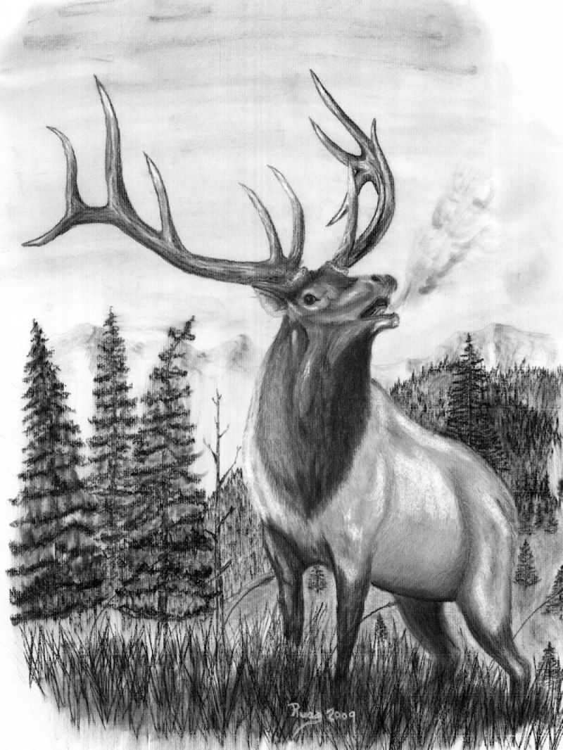 800x1066 Pin On For Pta - Bull Elk Drawing