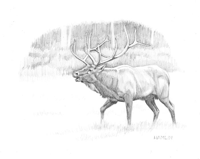 700x557 The Art Of Steve Hamlin - Bull Elk Drawing