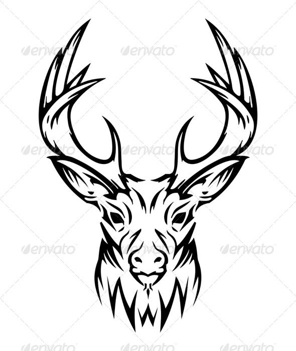 590x700 bull elk drawing at com free for personal use on elk skull - Bull Elk Drawing
