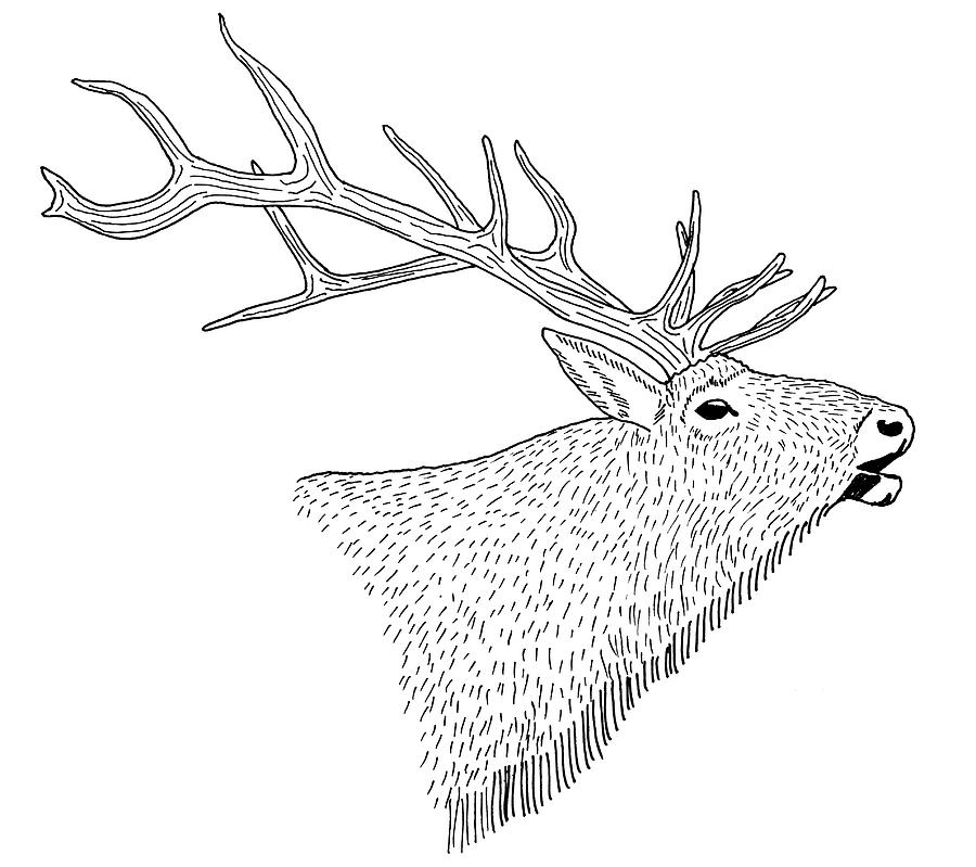 900x799 bull elk drawing - Bull Elk Drawing