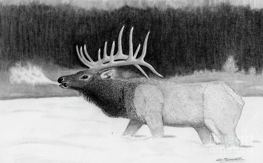 900x558 bull elk drawing - Bull Elk Drawing