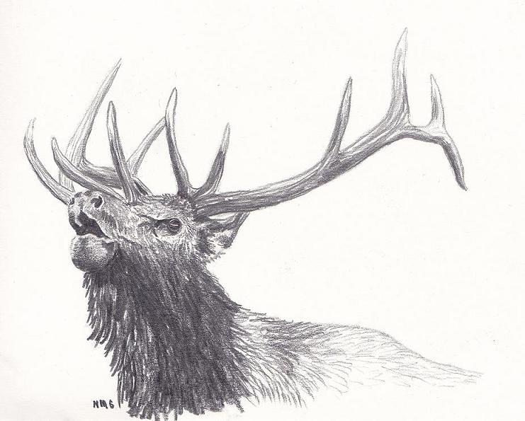 741x595 bull elk drawing - Bull Elk Drawing