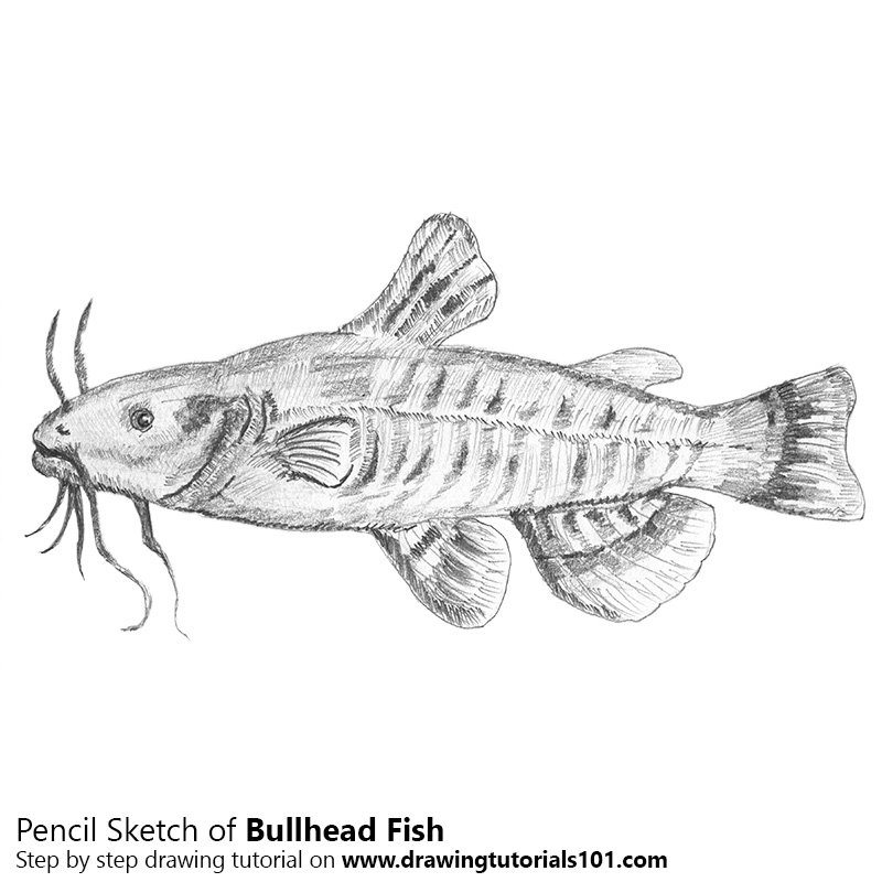 800x800 Bullhead Fish Pencil Drawing - Bull Head Drawing