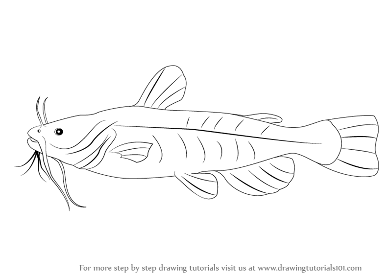 800x566 Learn How To Draw A Bullhead Fish - Bull Head Drawing