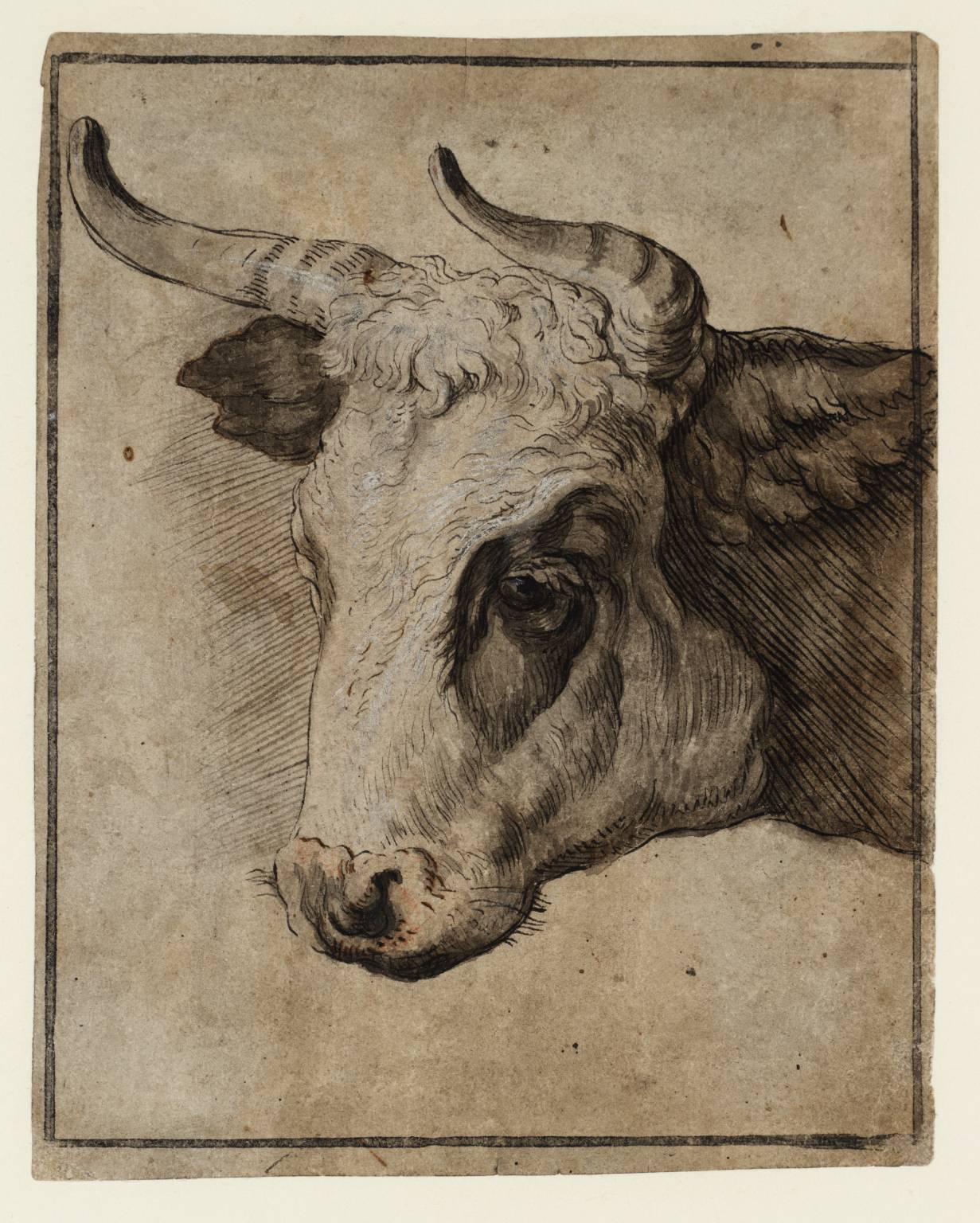 Bull Head Drawing at Explore collection of Bull