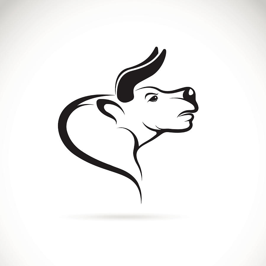 899x900 vector image of an bull head on a white background drawing - Bull Head Drawing