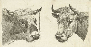 300x157 bull head drawings fine art america - Bull Head Drawing