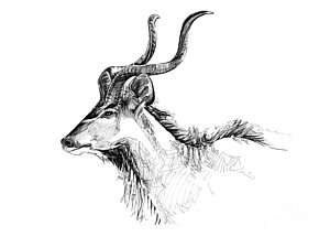 300x215 Bull Horns Drawings Fine Art America - Bull Horns Drawing