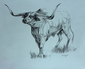 300x242 Steer Horns Drawings Fine Art America - Bull Horns Drawing