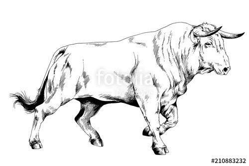 500x334 Big Bull Striker With Horns Drawn In Ink On White Background - Bull Horns Drawing