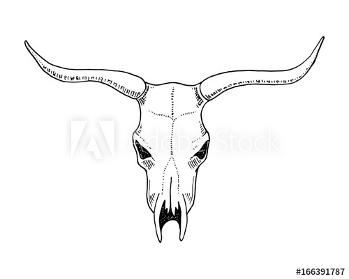 500x400 Biology Or Anatomy Illustration Engraved Hand Drawn In Old Sketch - Bull Horns Drawing