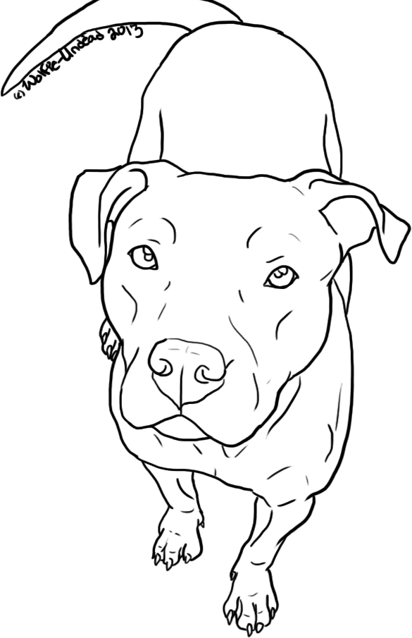 585x905 Free Pit Bull Line Art - Bull Line Drawing