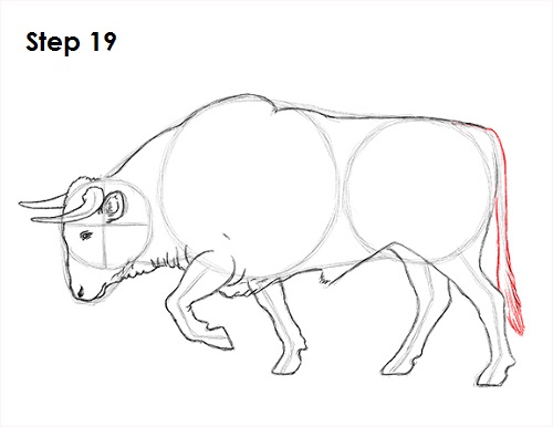 500x386 How To Draw A Bull - Bull Line Drawing