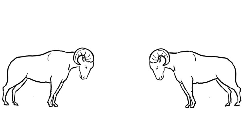 852x480 Bull Head Line Drawing Stock Video Footage - Bull Line Drawing