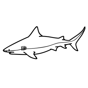 300x300 Bull Shark Drawing - Bull Shark Drawing