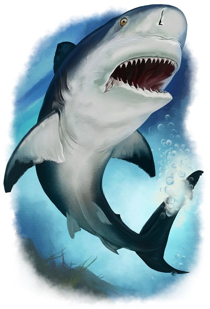 737x1085 Bull Shark - Bull Shark Drawing