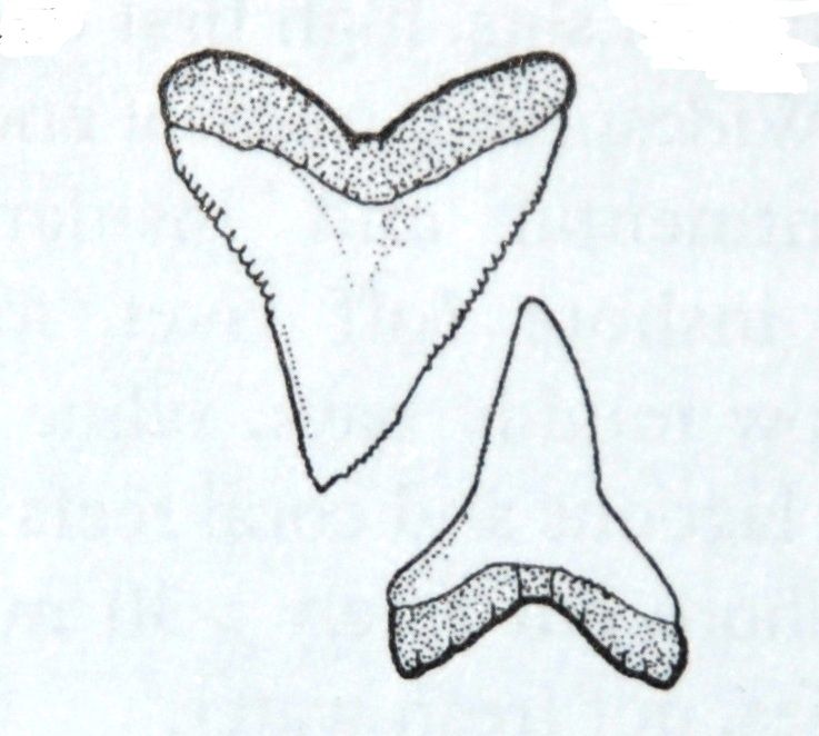 737x662 bull shark teeth shark, shark week, drawings - Bull Shark Drawing