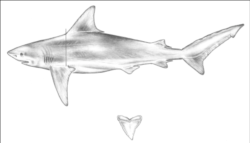 850x487 Bull Shark, Carcharhinus Leucas Download Scientific Diagram - Bull Shark Drawing