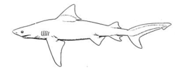 250x102 Bull Shark - Bull Shark Drawing