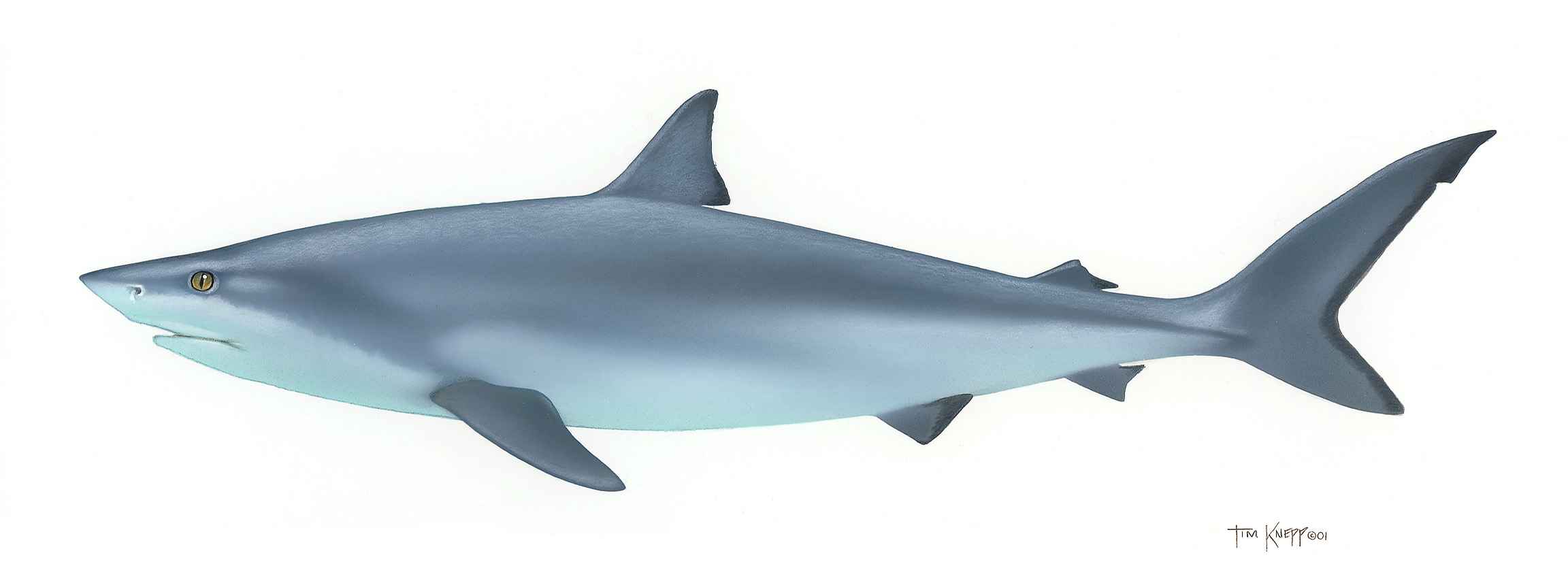 2304x832 Drawing Of A Bull Shark - Bull Shark Drawing