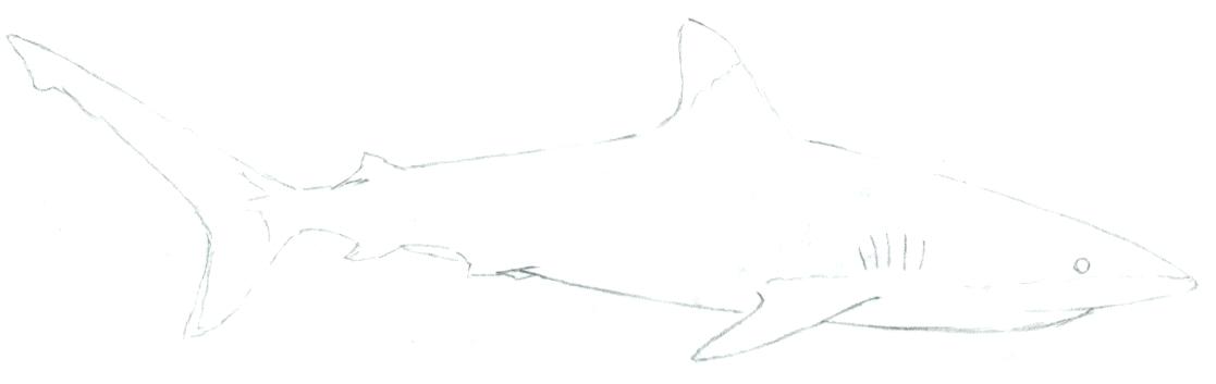 1117x353 easy shark drawings click the image to enlarge bull shark drawing - Bull Shark Drawing