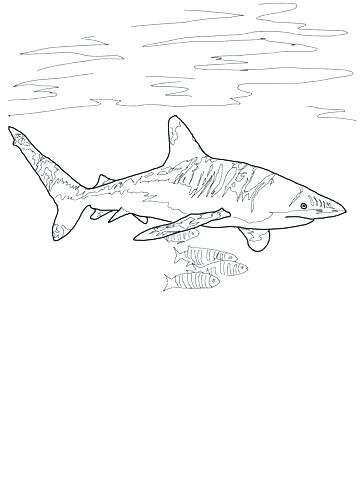 360x480 Great White Shark Coloring Pages Lovely Bull Shark Drawing - Bull Shark Drawing