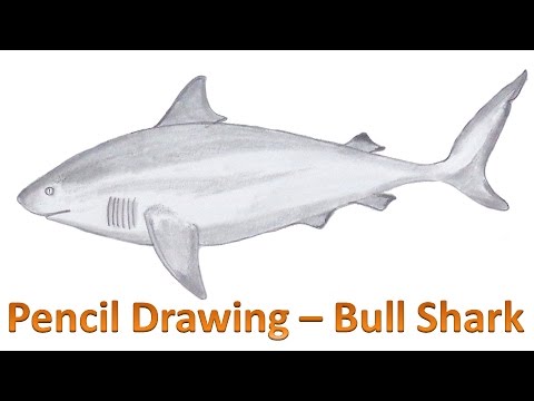 480x360 How To Draw A Shark - Bull Shark Drawing