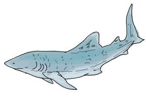 300x200 How To Draw A Bull Shark - Bull Shark Drawing