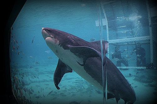 500x333 Huge Collection Of 'bull Shark Drawing' Download More Than - Bull Shark Drawing