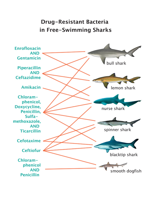492x650 wild sharks, redfish harbor antibiotic resistant bacteria illinois - Bull Shark Drawing