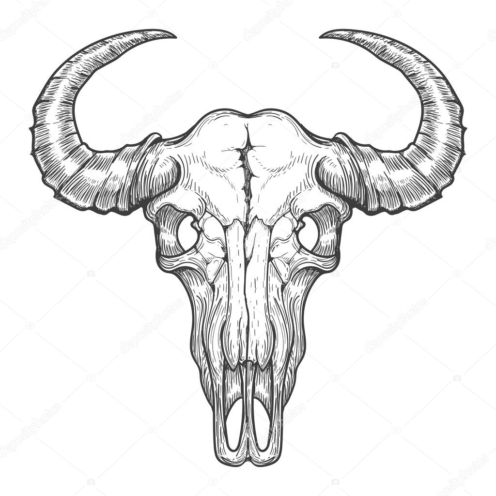 1024x1024 Cow Skull Drawing - Bull Skull Drawing