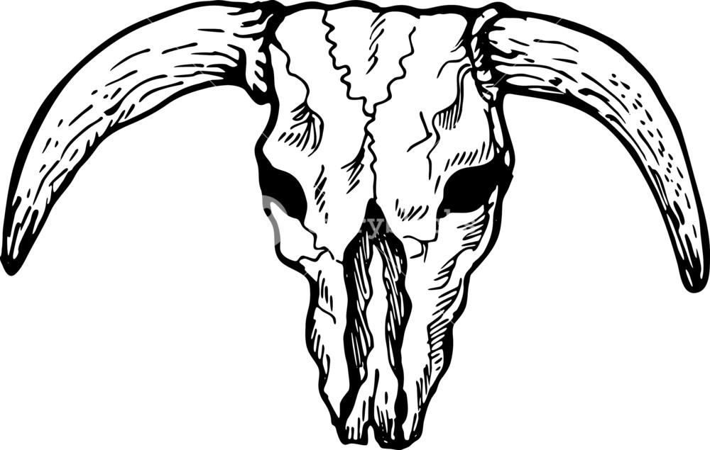 1000x635 Texas Longhorn Bull Skull Royalty Free Stock Image - Bull Skull Drawing