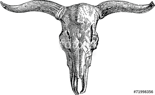 500x307 Vintage Illustration Bull Skull Stock Photo And Royalty Free - Bull Skull Drawing