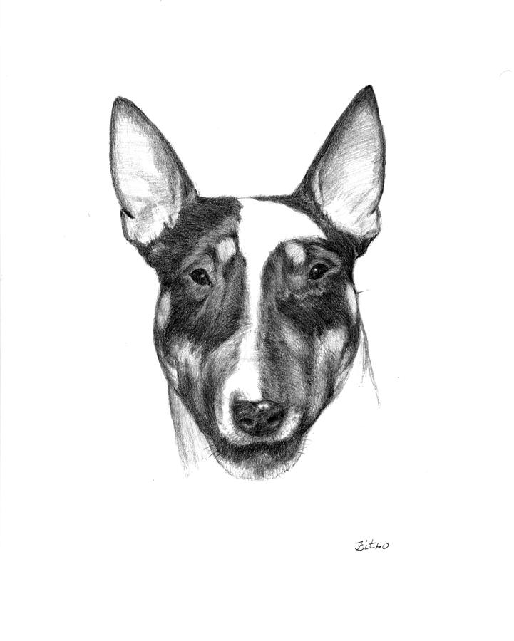 721x900 Bull Terrier Drawing - Bull Terrier Drawing