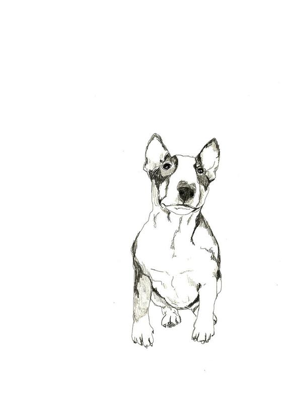 570x798 Bull Terrier Print Of Original Drawing Dog Art Etsy - Bull Terrier Drawing