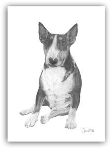 224x300 english bull terrier 'bully' greetings card - Bull Terrier Drawing
