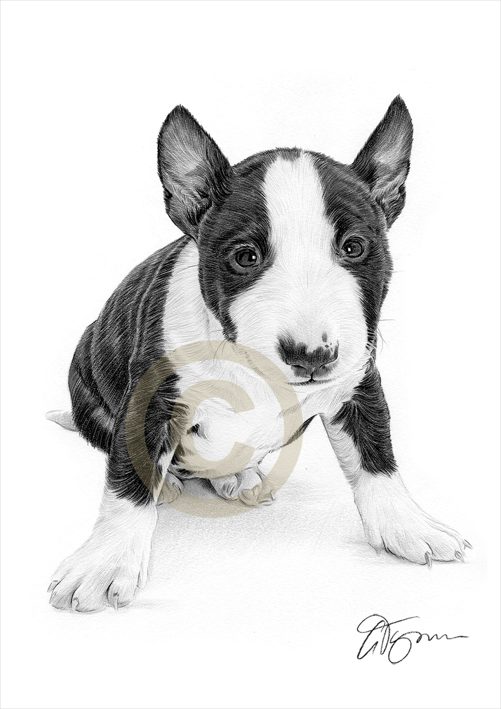 1000x1415 English Bull Terrier Puppy Dog - Bull Terrier Drawing