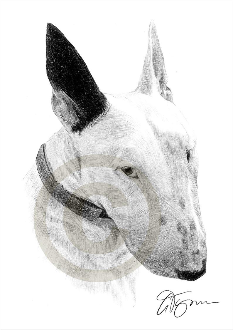 794x1123 English Bull Terrier Dog Pencil Drawing Print Sizes Etsy - Bull Terrier Drawing