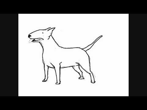 480x360 How To Draw A Dog Breed Bull Terrier - Bull Terrier Drawing