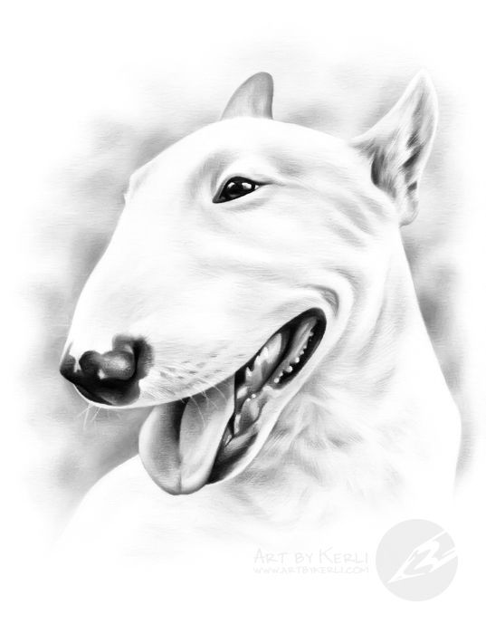 537x700 Art - Bull Terrier Drawing