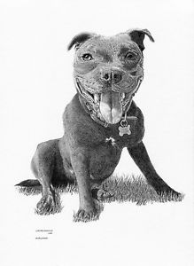 219x300 Staffordshire Bull Terrier Staffy Art Drawing Print Sizes - Bull Terrier Drawing