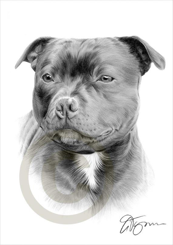 570x806 Staffordshire Bull Terrier Pencil Drawing Print Artwork Etsy - Bull Terrier Drawing