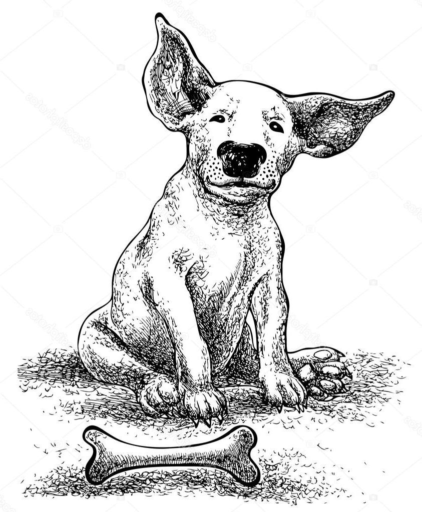 843x1024 Top Stock Illustration Puppy Bull Terrier With Bone Drawing - Bull Terrier Drawing