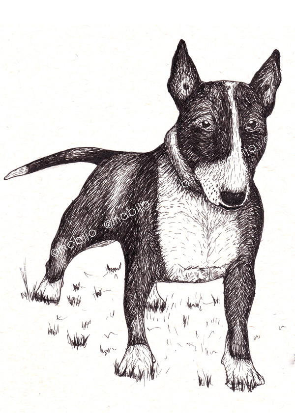 Bull Terrier Drawing at Explore collection of Bull